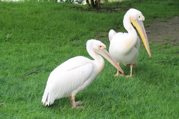 couple de pelican