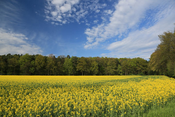 Obraz premium Rapsfeld vor Wald und blauem Himmel