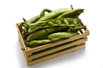 Vicia faba Ackerbohne Боб садовый Bób Fava ソラマメ