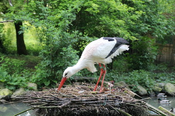 cigogne faisant son nid