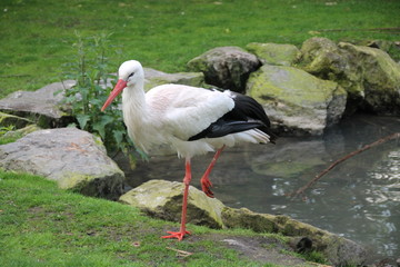 promenade de cigogne