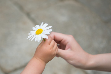 花を手渡す親子の手