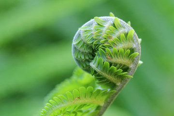 Detail of curled fern frond. Macro - obrazy, fototapety, plakaty