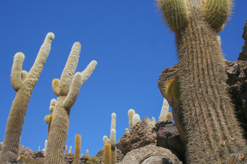 Giant cactus island