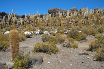 Giant cactus island © Rochu_2008