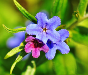 Gentian blue, in spring forest herb