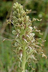 Bocks-Riemenzunge (Himantoglossum hircinum) am Dörnberg