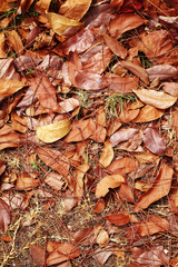 many dry leaf on floor in park