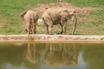 elephants