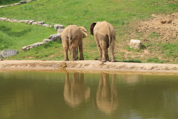 elephants