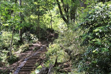 Fototapeta na wymiar steps in the forest