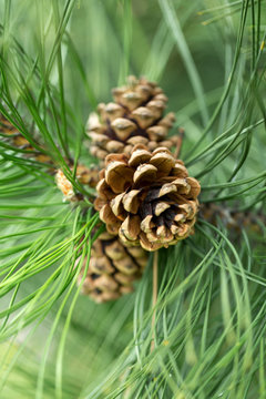 close up of pine cone in garden