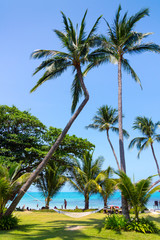 Fototapeta premium Hammock between palm trees