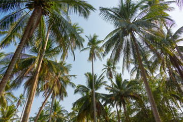 Palm trees