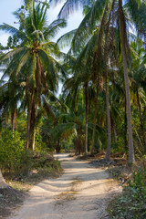 Road in palm forest i