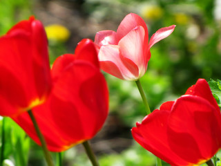 tulips