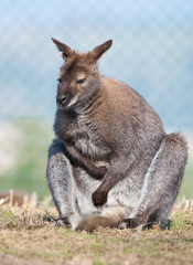 Naklejka na ściany i meble dorosłych w związku kangur