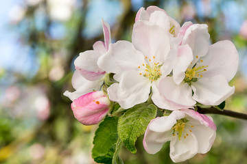 Blooming apple