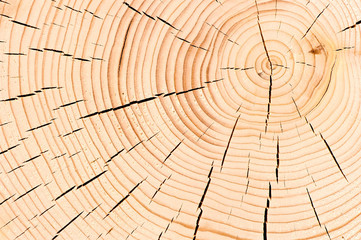Obraz premium background macro shot cut down a tree with cracks