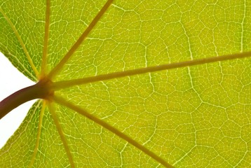 Blatt des Spitzahorns (Acer platanoides) (freigestellt, Freisteller) auf weißem Hintergrund