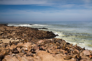 Fototapeta na wymiar Seal colony at Cape Cross