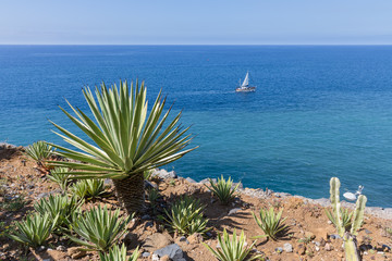 Fototapeta na wymiar Coast of Madeira with palm tree and sailing ship at the sea