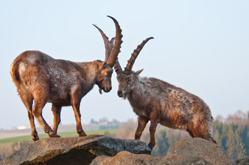 two ibexes in the mountains looking face to face - 64795699