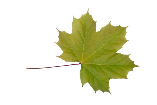 Blatt des Spitzahorns (Acer platanoides) (freigestellt, Freisteller) auf wei&szlig;em Hintergrund