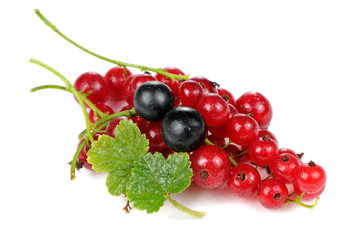 Red and Blackcurrants Isolated on White Background