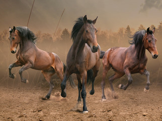 three horses - obrazy, fototapety, plakaty