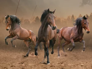 Fotobehang drie paarden © SashaS