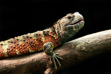 colorful iguana resting on a tree trunk