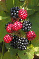 Brombeeren (Rubus sectio Rubus)