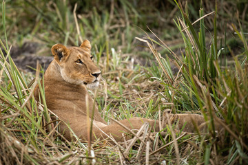 Lioness and cub
