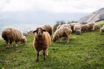 Obraz premium Herd of sheep