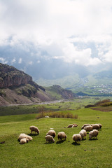 Obraz premium Herd of sheep