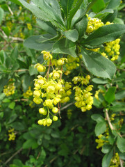 Blossoming flowers of barberry