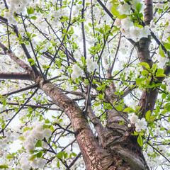cherries blossom tree