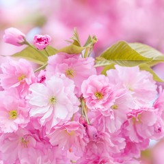 Fototapeta na wymiar cherries blossom tree