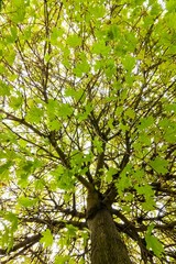 maple leaves