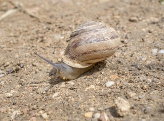 Close-up of a snail