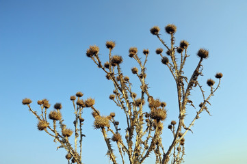 Distel vor blauem Himmel