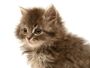 Beautiful persian little kitten