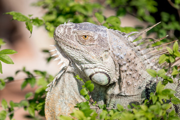 Green Iguana (Iguana iguana)