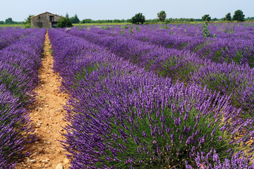Fototapeta na wymiar valensole Provence Francja pola lawendy z kwiatami