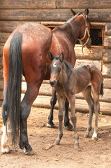 horse and its foal standing