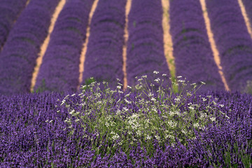 valensole provenza francia campi di lavanda fiorita