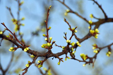 Junge Knospen am Zweig eines Baumes