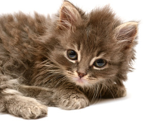 Obraz premium Beautiful persian little kitten