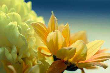 chrysanthemum flower